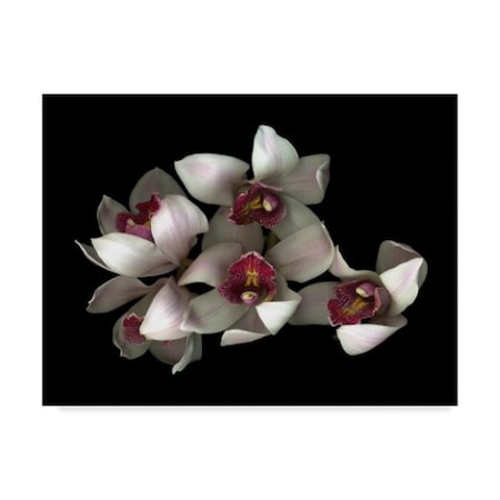 Susan S. Barmon 'Pale Pink And Fuchsia Orchid 2' Canvas Art,35x47